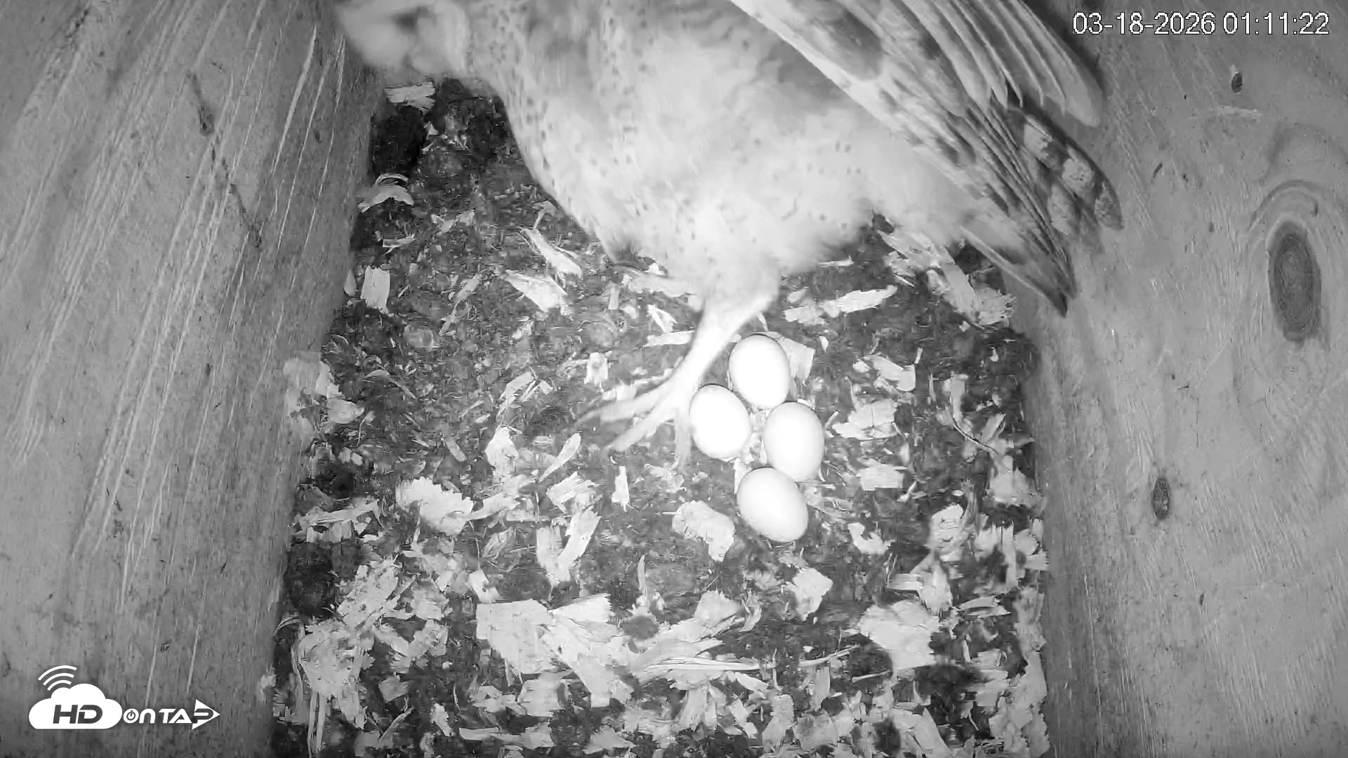 Snapshot of North Carolina Barn Owls Live Cam taken Mar 18, 2026, 1:12am EDT