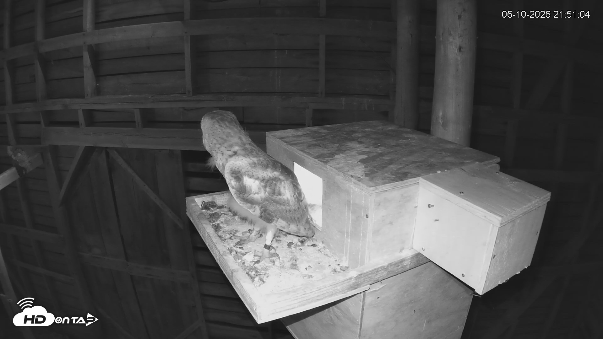 Snapshot of North Carolina Barn Owls Live Cam taken Jun 10, 2026, 9:51pm EDT