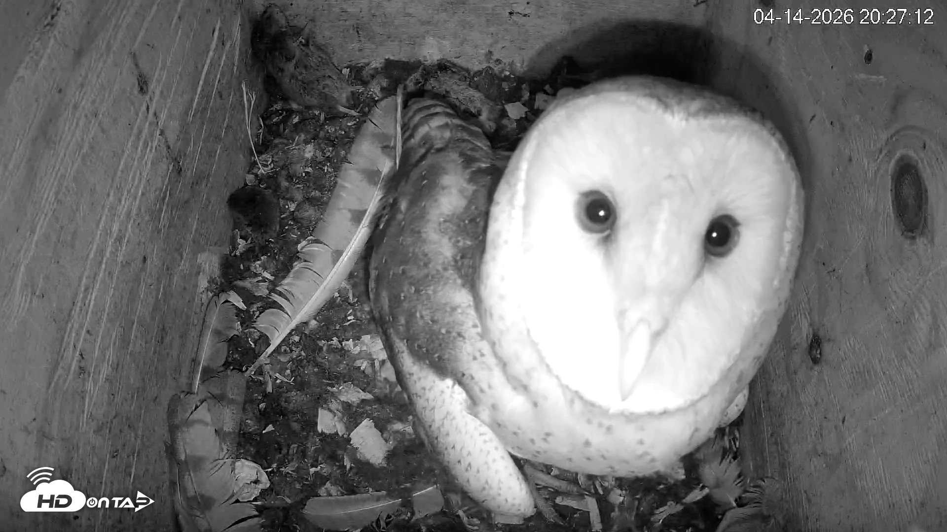 Snapshot of North Carolina Barn Owls Live Cam taken Apr 14, 2026, 8:27pm EDT