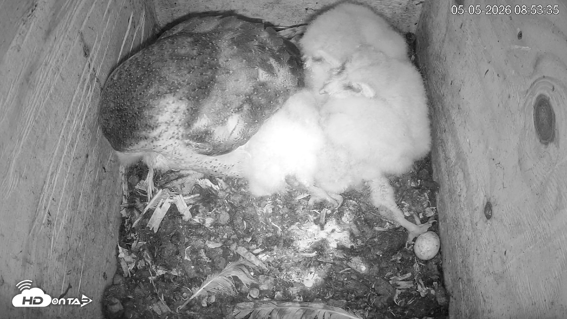 Snapshot of North Carolina Barn Owls Live Cam taken May 5, 2026, 8:54am EDT