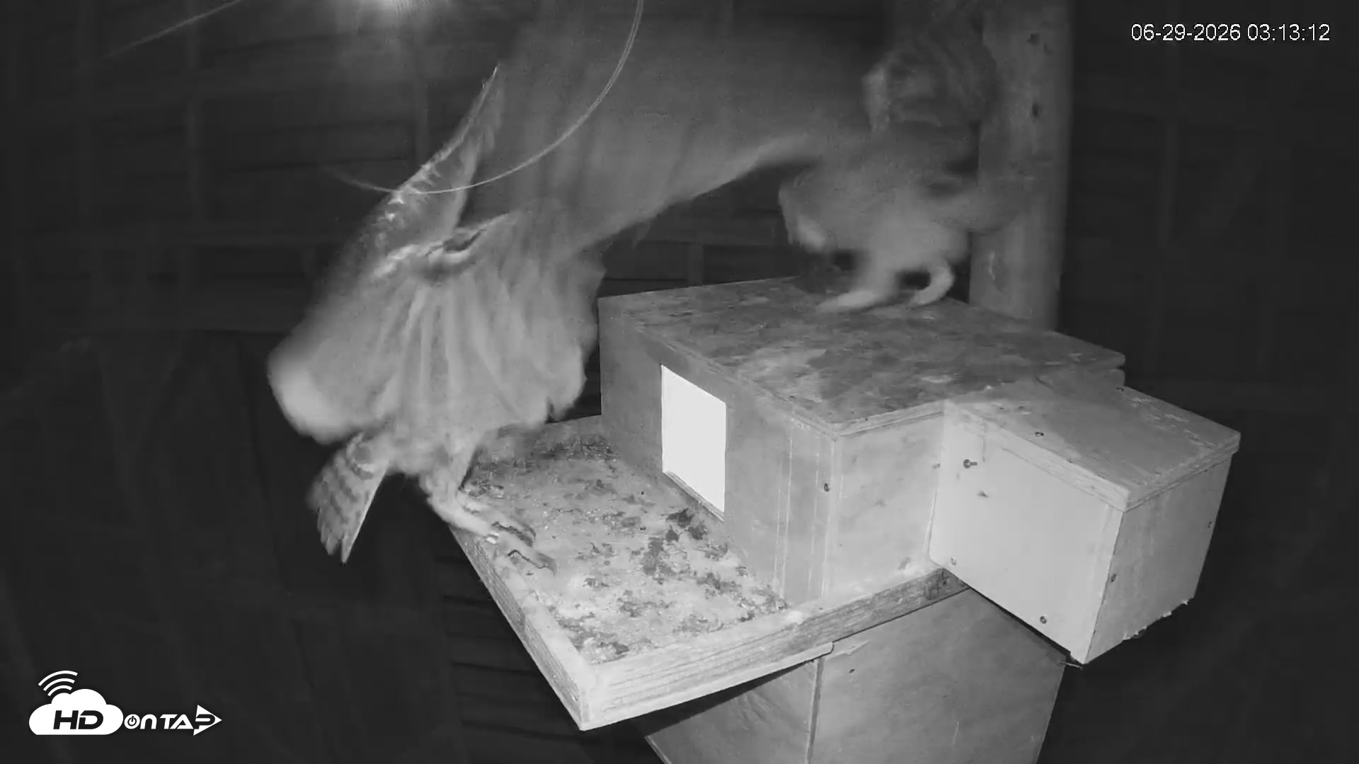 Snapshot of North Carolina Barn Owls Live Cam taken Jun 29, 2026, 3:14am EDT