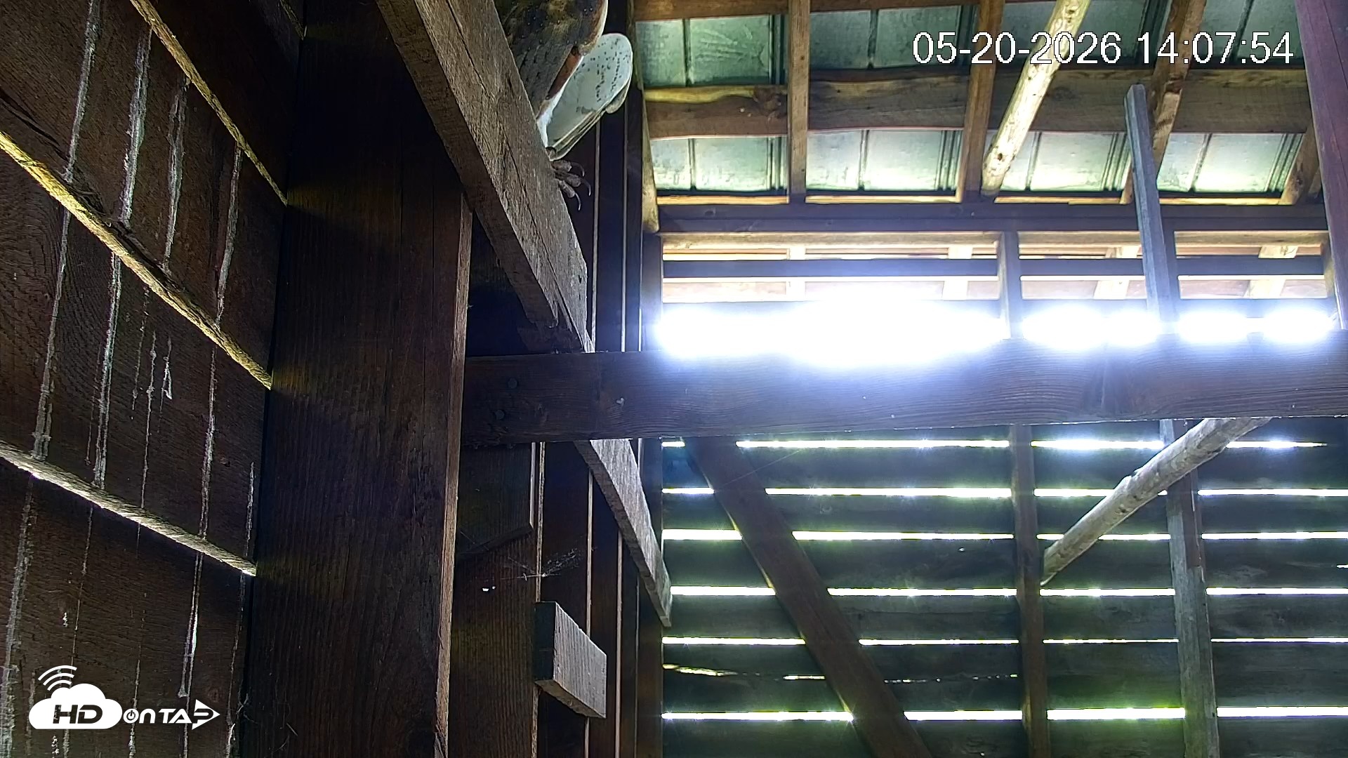 Snapshot of North Carolina Barn Owls Live Cam taken May 20, 2026, 2:08pm EDT