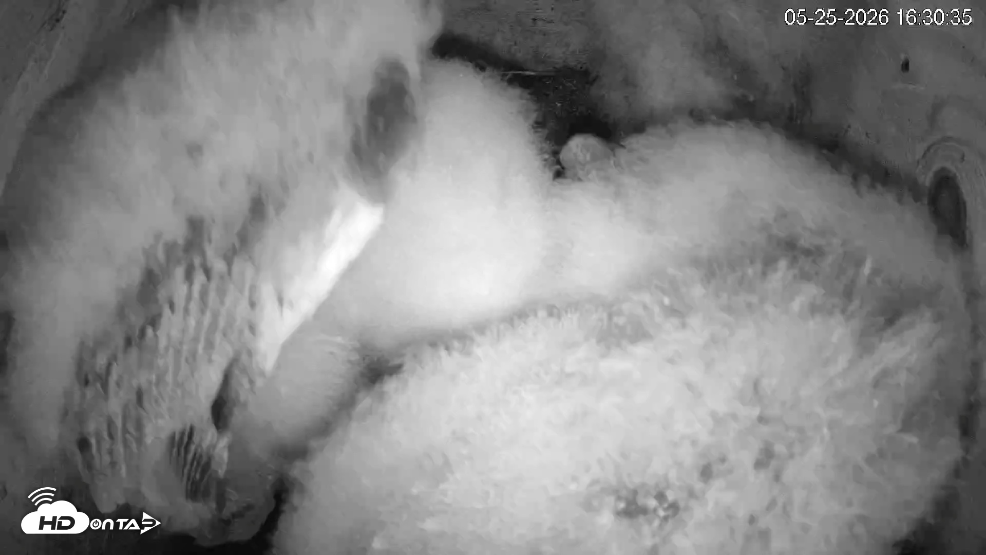 Snapshot of North Carolina Barn Owls Live Cam taken May 25, 2026, 4:31pm EDT
