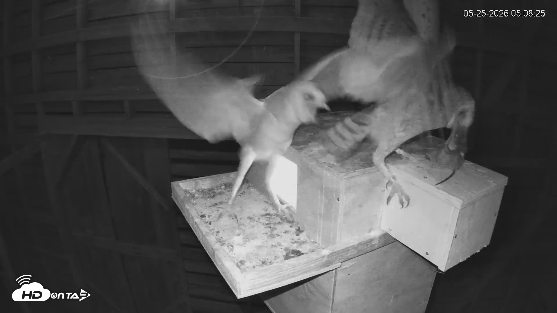 Snapshot of North Carolina Barn Owls Live Cam taken Jun 26, 2026, 5:11am EDT