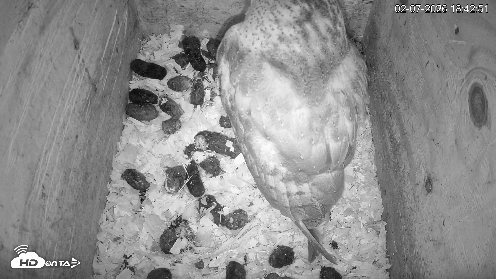 Snapshot of North Carolina Barn Owls Live Cam taken Feb 7, 2026, 6:43pm EST