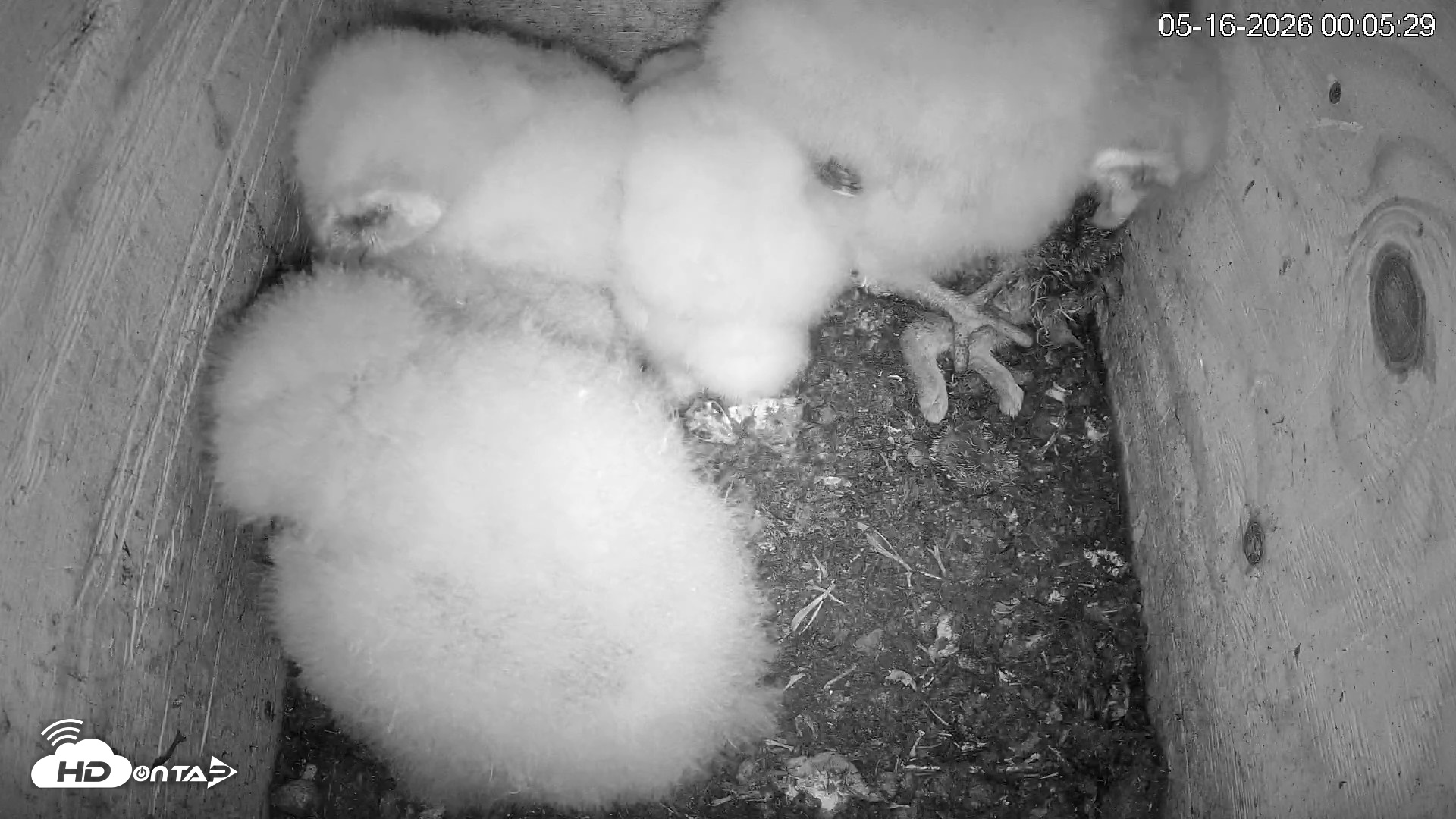 Snapshot of North Carolina Barn Owls Live Cam taken May 16, 2026, 12:08am EDT