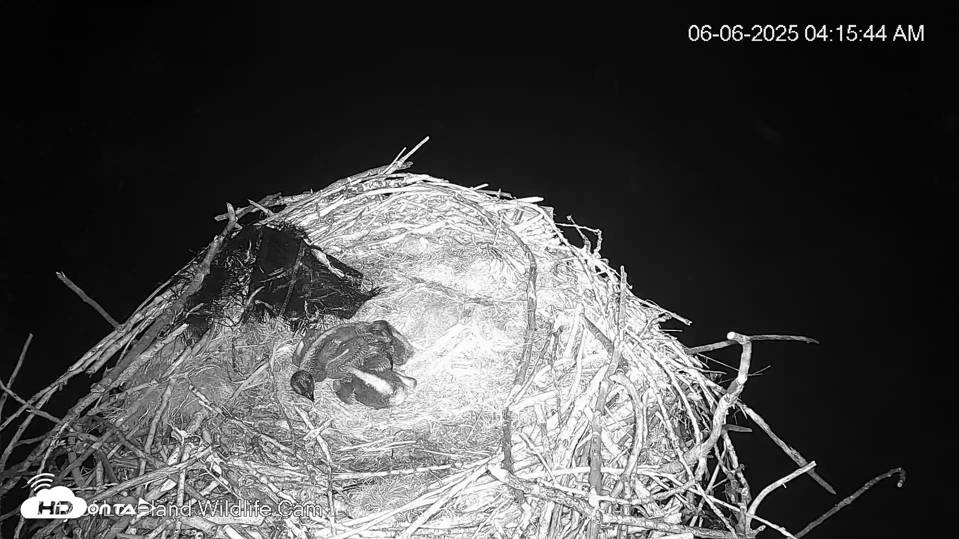Snapshot of City of Loveland Ospreys Live Cam taken Jun 6, 2025, 4:16am MDT