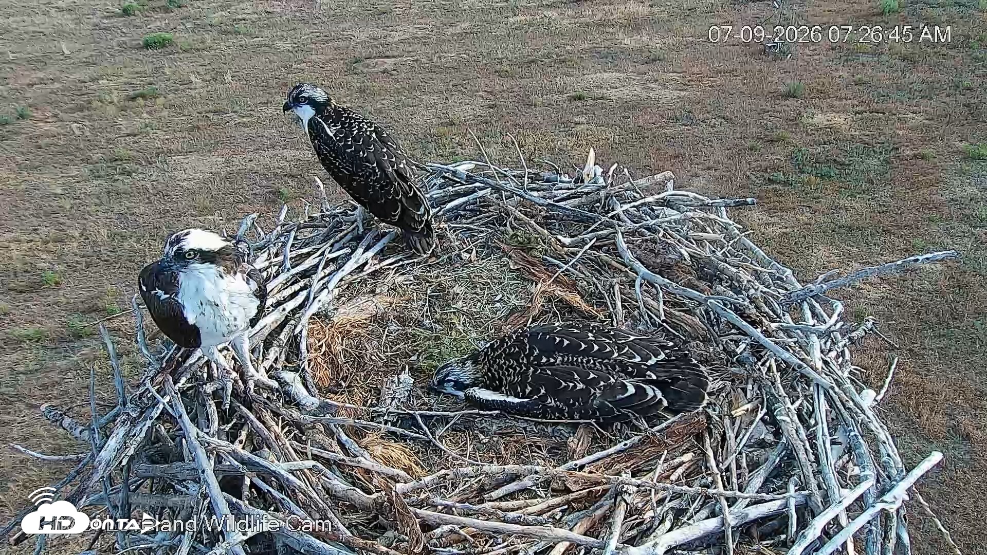 Snapshot of City of Loveland Ospreys Live Cam taken Jul 9, 2026, 7:28am MDT
