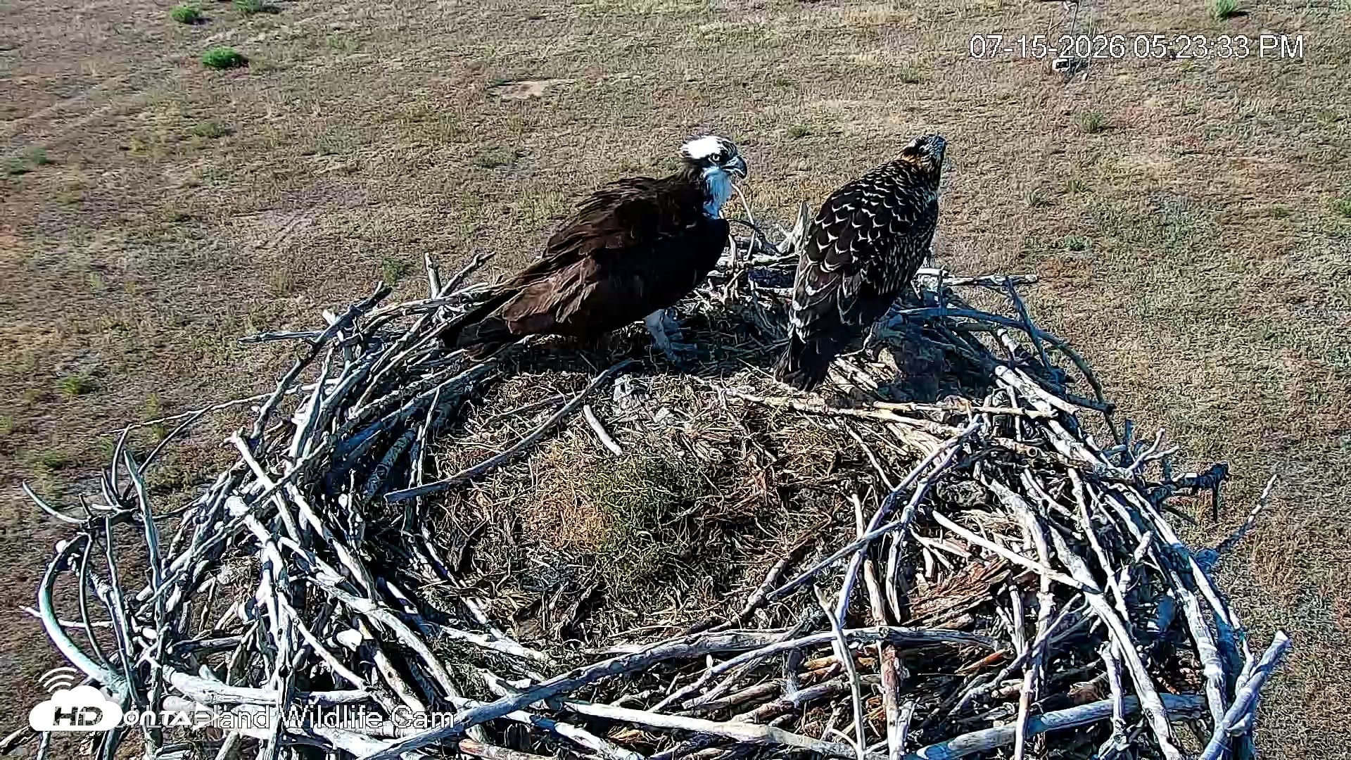 Snapshot of City of Loveland Ospreys Live Cam taken Jul 15, 2026, 5:26pm MDT