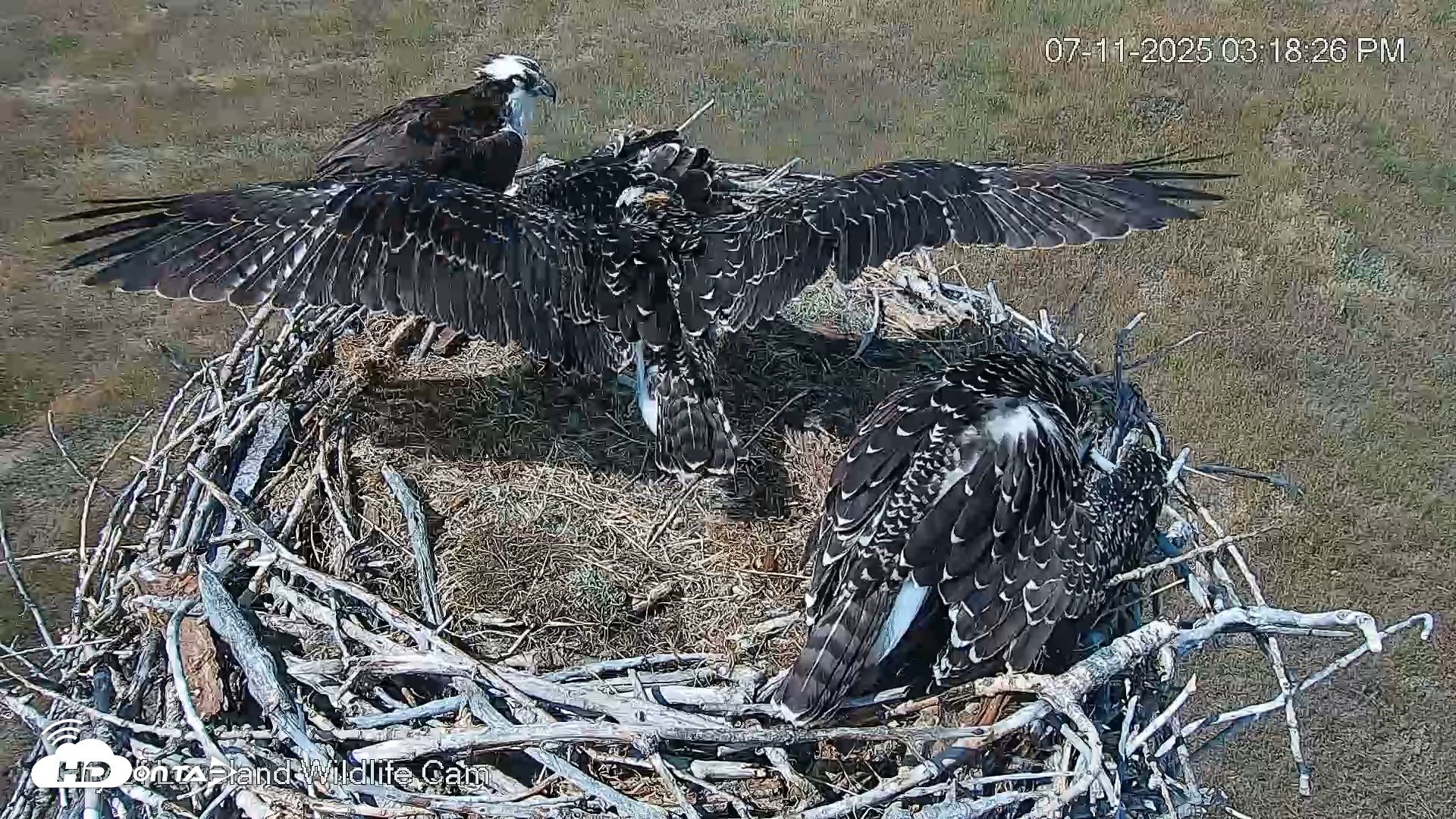 Snapshot of City of Loveland Ospreys Live Cam taken Jul 11, 2025, 3:18pm MDT