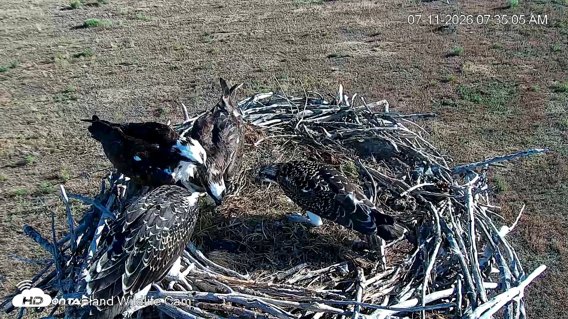 Snapshot of City of Loveland Ospreys Live Cam taken Jul 11, 2026, 7:36am MDT