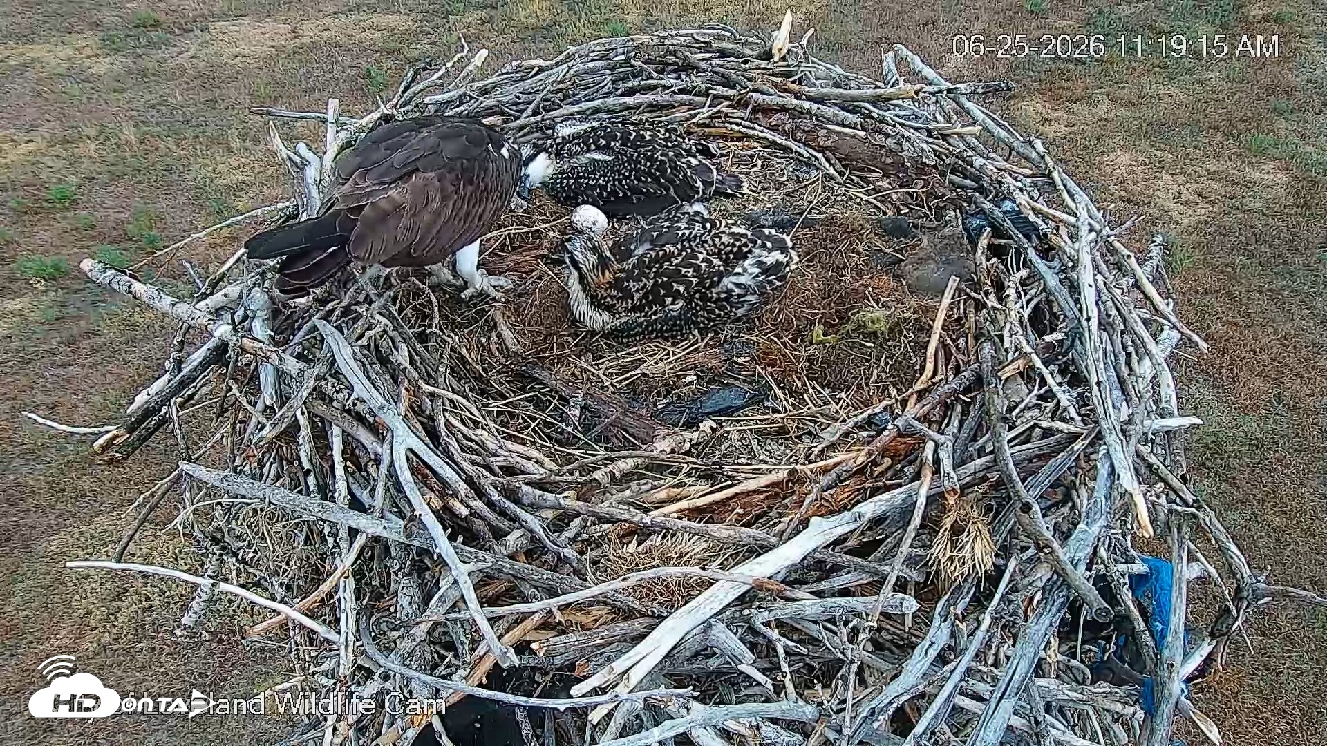 Snapshot of City of Loveland Ospreys Live Cam taken Jun 25, 2026, 11:20am MDT