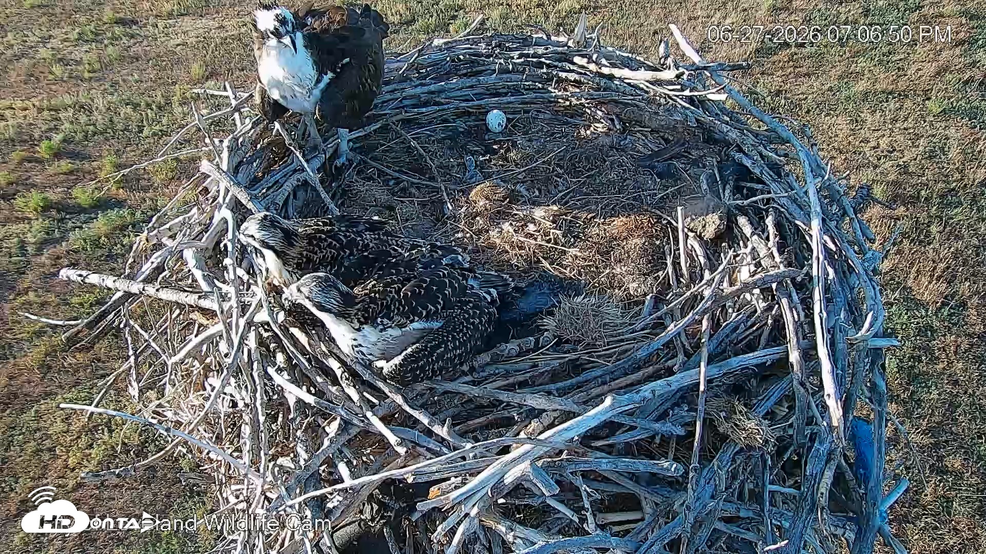 Snapshot of City of Loveland Ospreys Live Cam taken Jun 27, 2026, 7:07pm MDT
