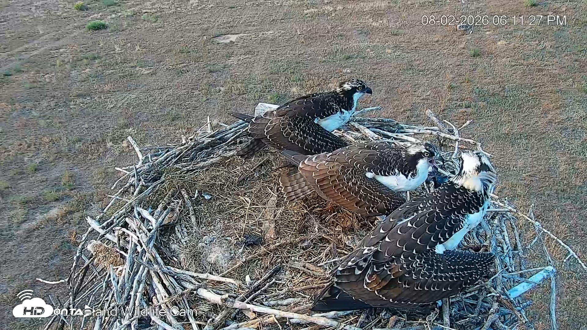 Snapshot of City of Loveland Ospreys Live Cam taken Aug 2, 2026, 6:12pm MDT