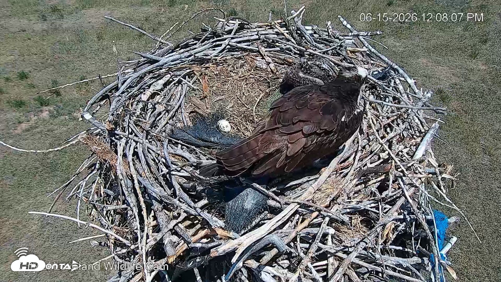 Snapshot of City of Loveland Ospreys Live Cam taken Jun 15, 2026, 12:08pm MDT