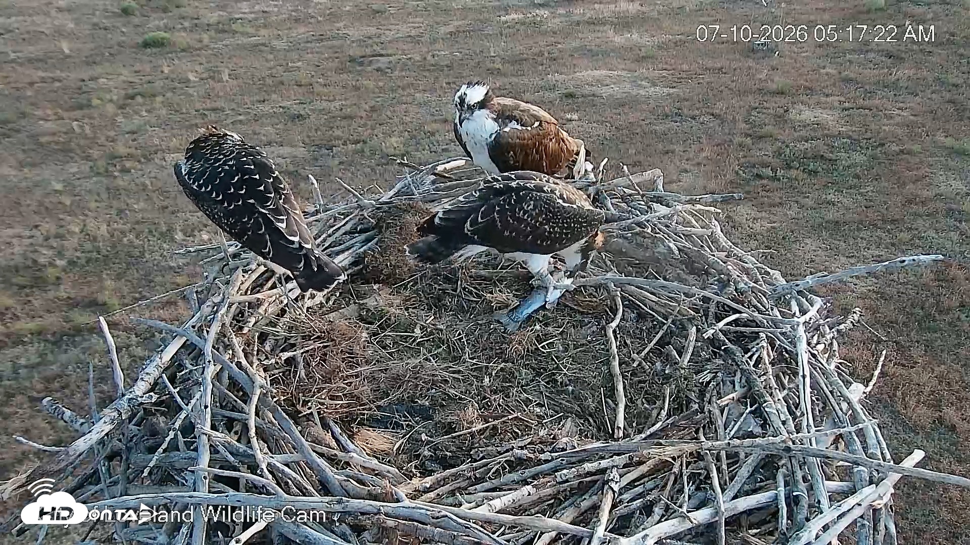 Snapshot of City of Loveland Ospreys Live Cam taken Jul 10, 2026, 5:18am MDT