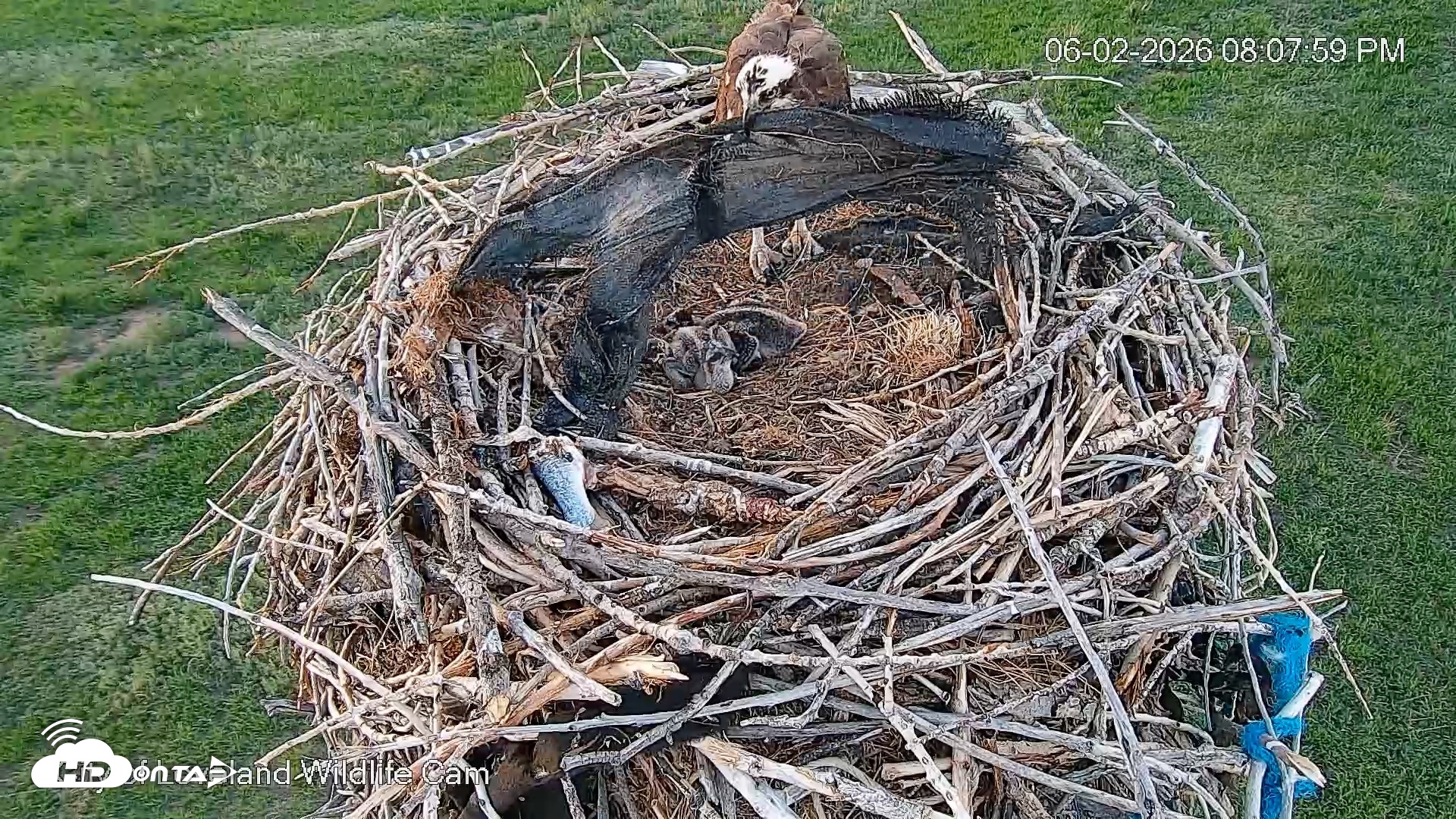 Snapshot of City of Loveland Ospreys Live Cam taken Jun 2, 2026, 8:08pm MDT