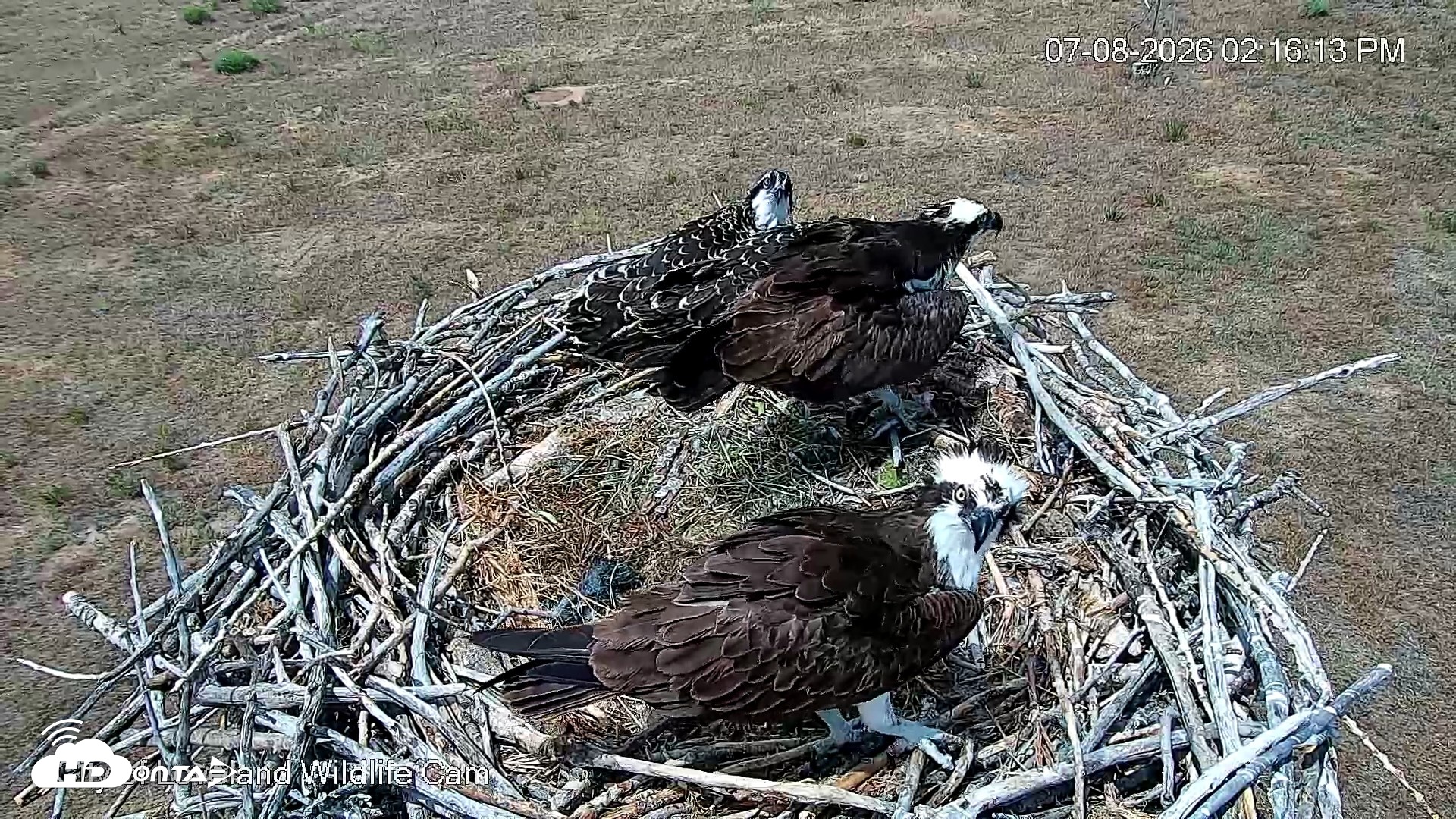 Snapshot of City of Loveland Ospreys Live Cam taken Jul 8, 2026, 2:18pm MDT