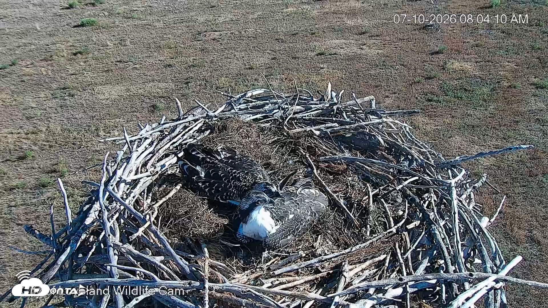 Snapshot of City of Loveland Ospreys Live Cam taken Jul 10, 2026, 8:04am MDT