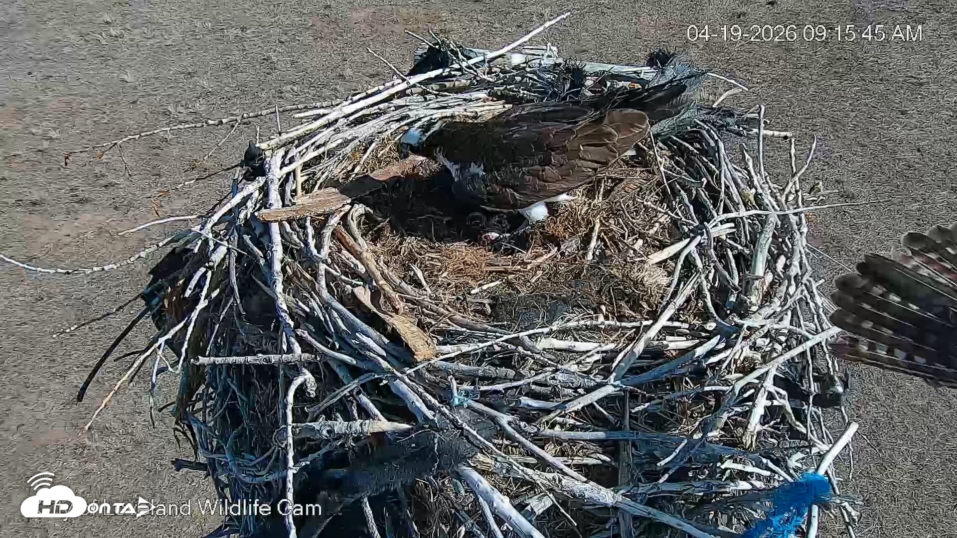 Snapshot of City of Loveland Ospreys Live Cam taken Apr 19, 2026, 9:17am MDT