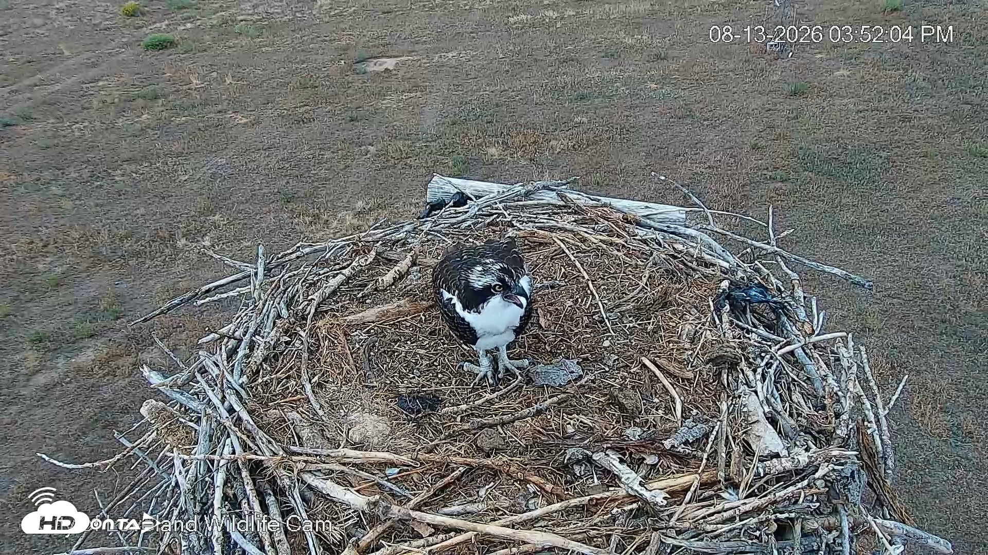 Snapshot of City of Loveland Ospreys Live Cam taken Aug 13, 2026, 3:52pm MDT