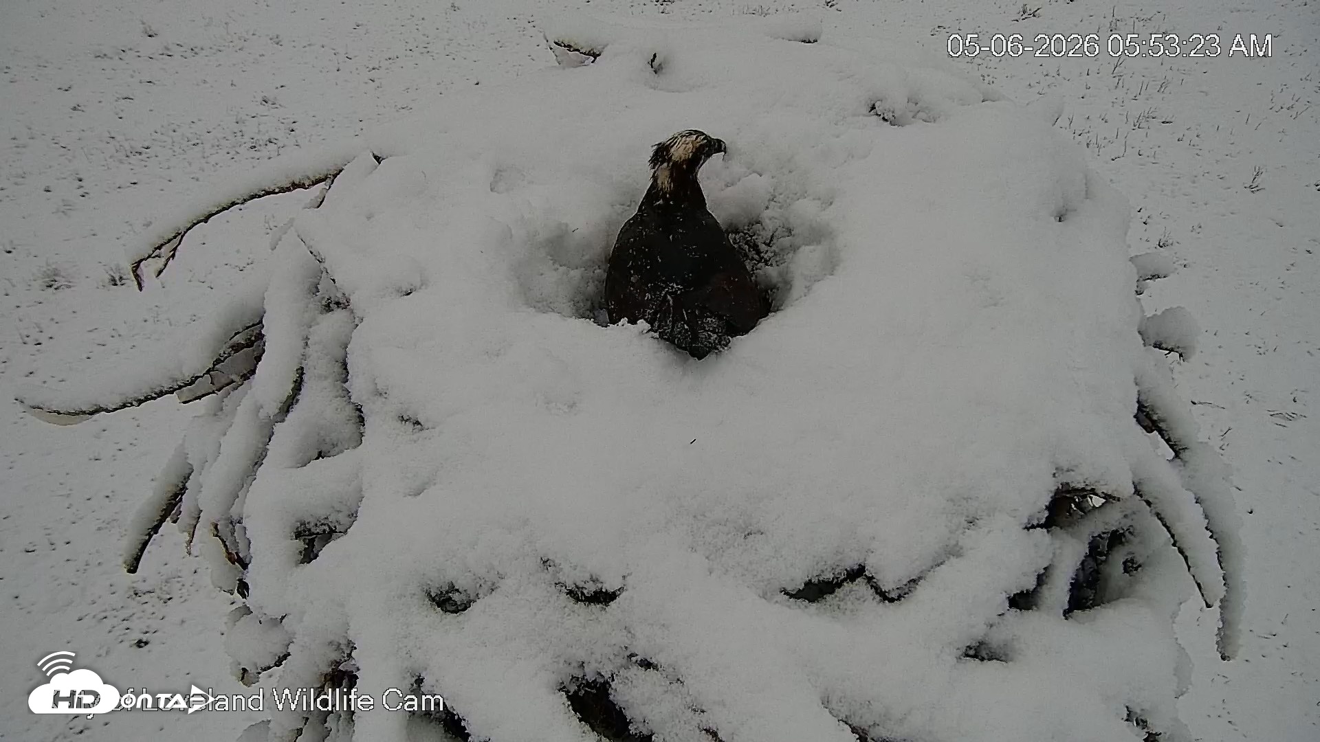Snapshot of City of Loveland Ospreys Live Cam taken May 6, 2026, 5:54am MDT