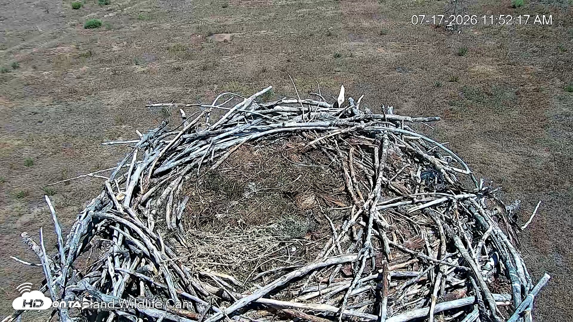 Snapshot of City of Loveland Ospreys Live Cam taken Jul 17, 2026, 11:54am MDT