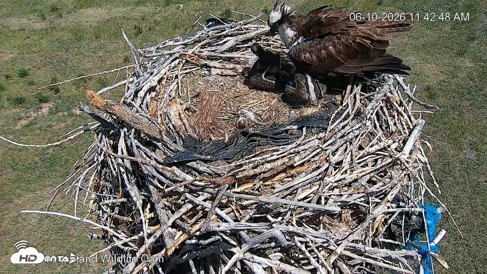 Snapshot of City of Loveland Ospreys Live Cam taken Jun 10, 2026, 11:43am MDT
