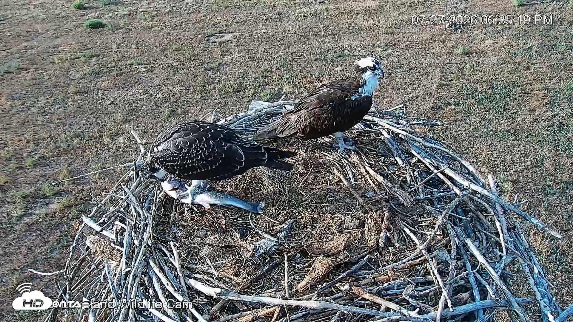 Snapshot of City of Loveland Ospreys Live Cam taken Jul 27, 2026, 6:36pm MDT