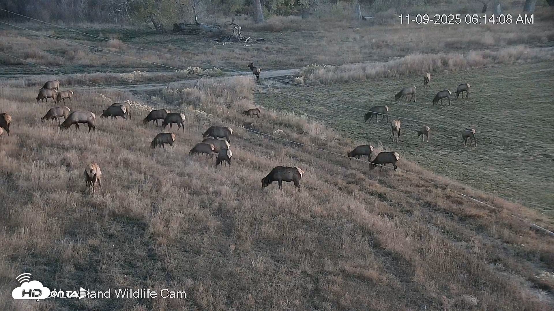 Snapshot of City of Loveland Ospreys Live Cam taken Nov 9, 2025, 6:14am MST