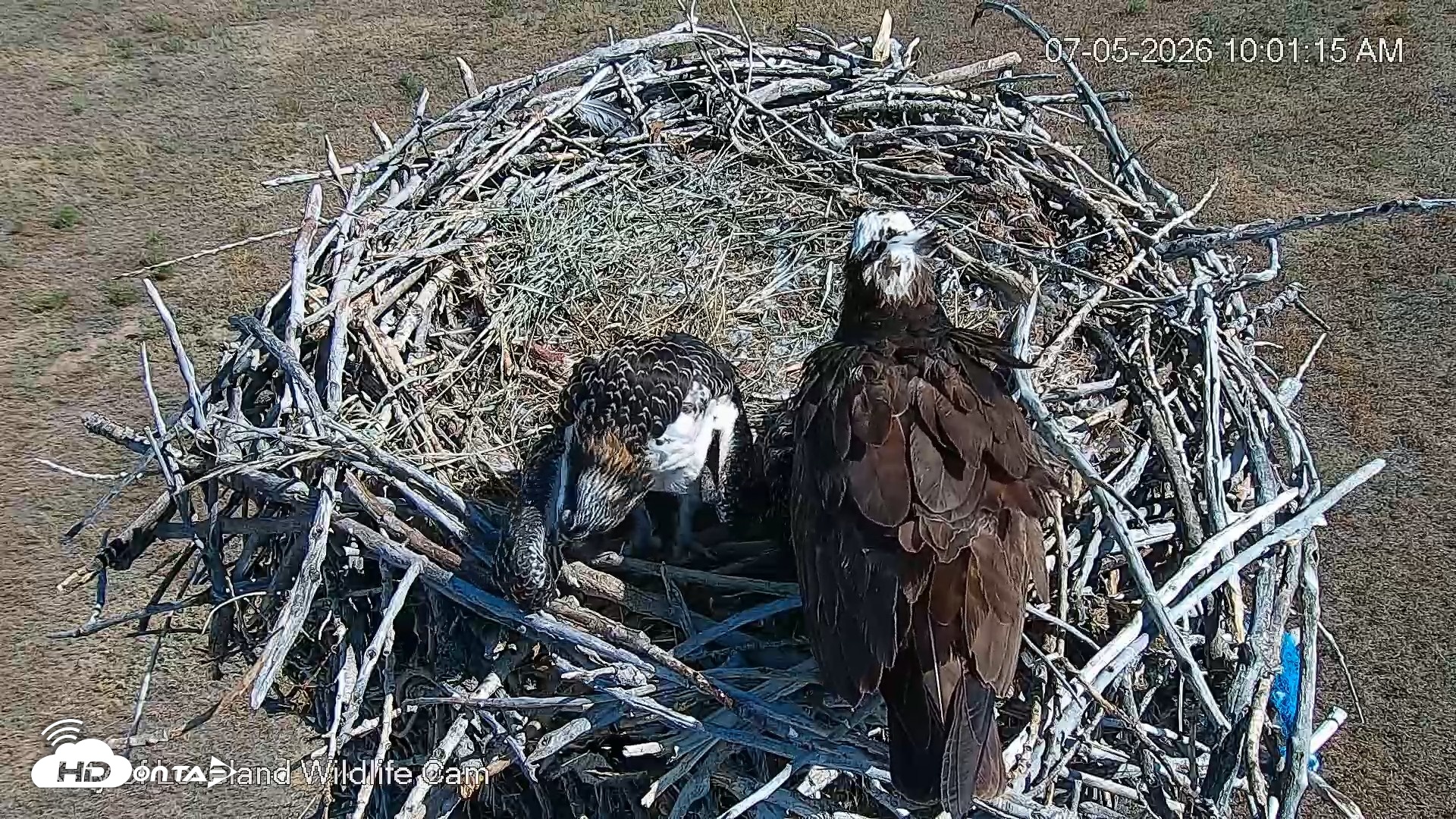 Snapshot of City of Loveland Ospreys Live Cam taken Jul 5, 2026, 10:01am MDT