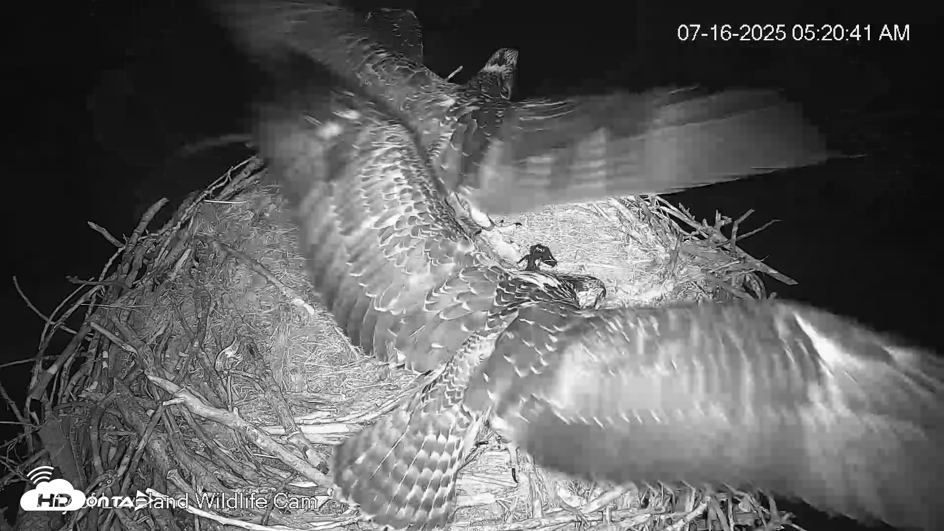 Snapshot of City of Loveland Ospreys Live Cam taken Jul 16, 2025, 5:22am MDT