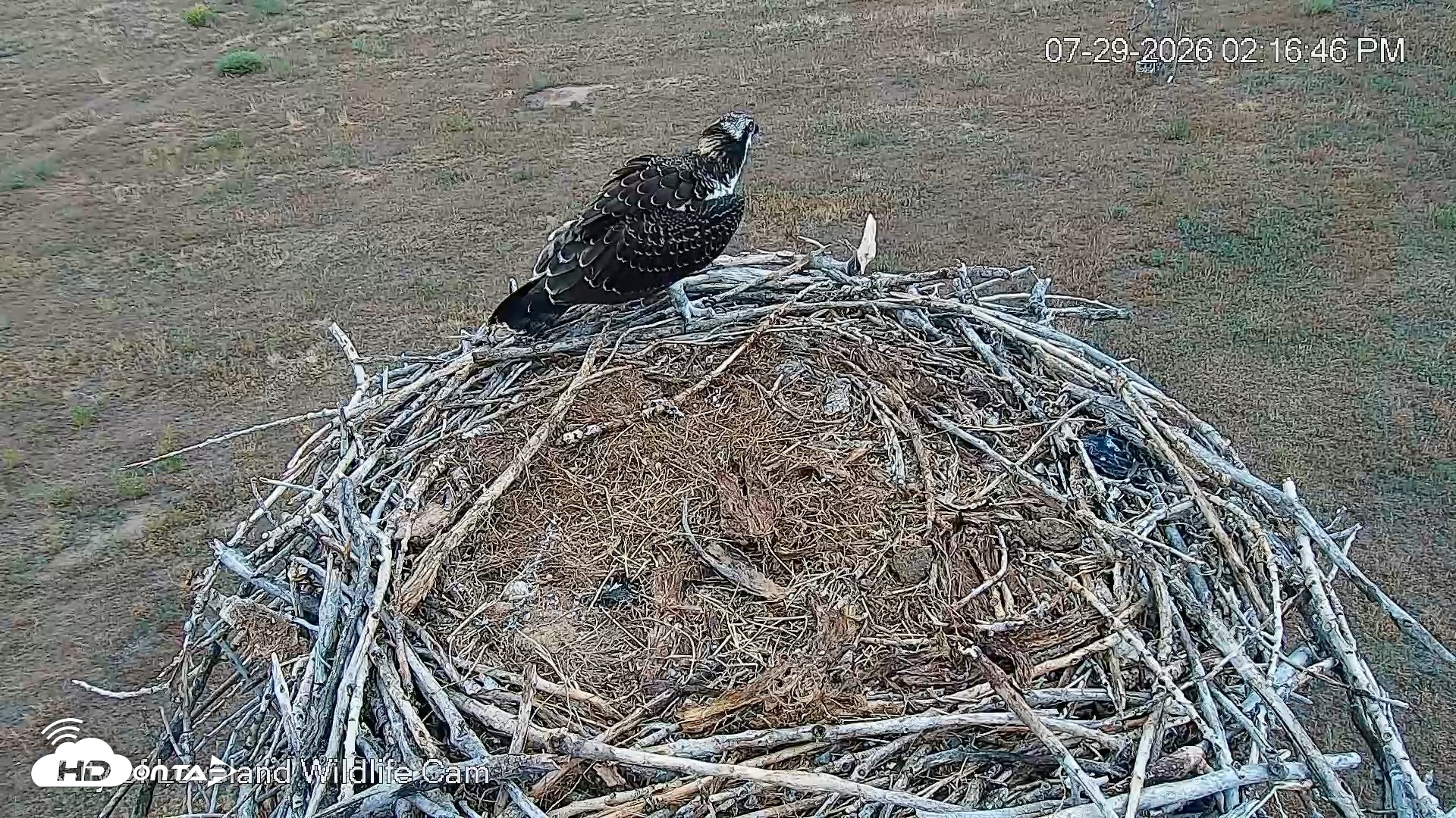 Snapshot of City of Loveland Ospreys Live Cam taken Jul 29, 2026, 2:18pm MDT