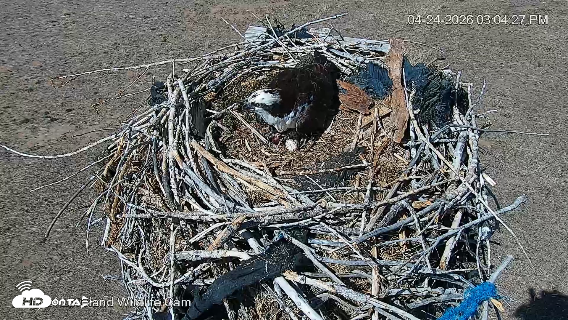 Snapshot of City of Loveland Ospreys Live Cam taken Apr 24, 2026, 3:05pm MDT