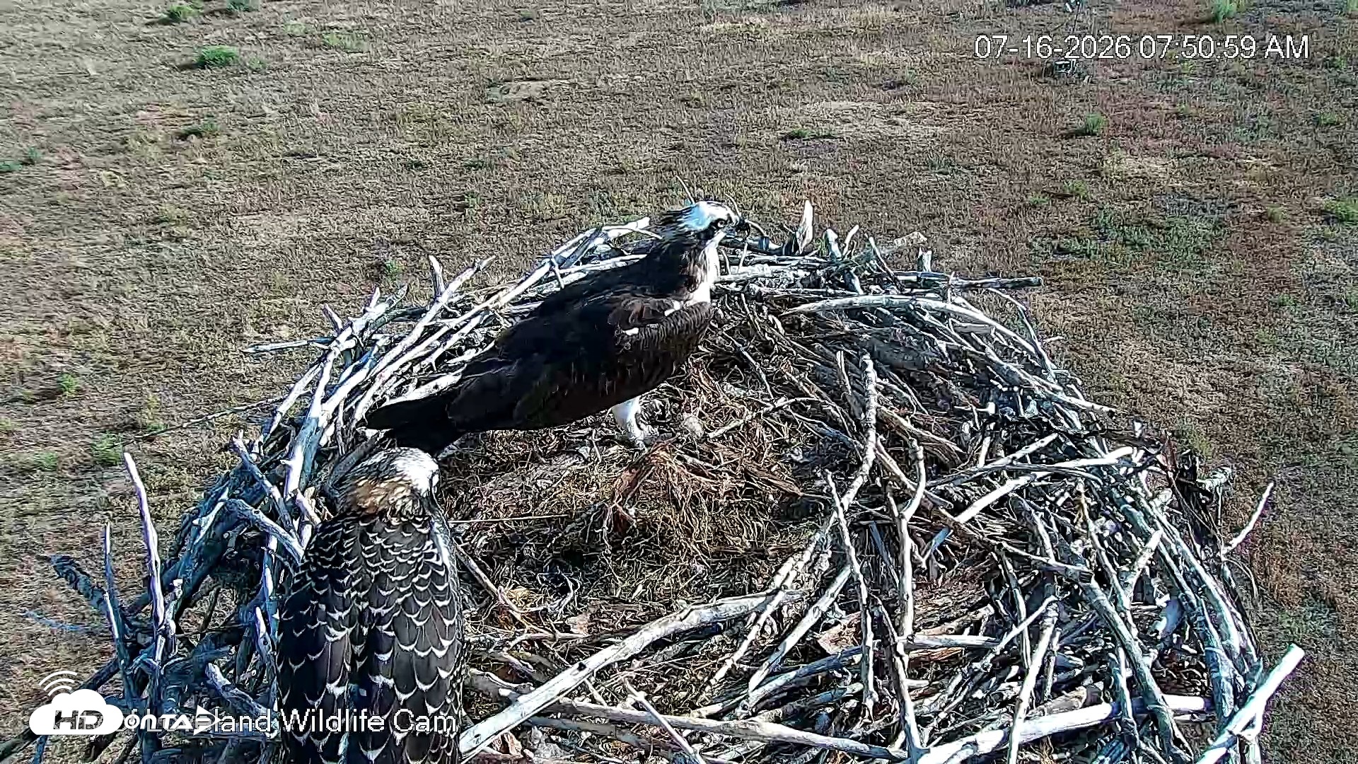 Snapshot of City of Loveland Ospreys Live Cam taken Jul 16, 2026, 7:53am MDT