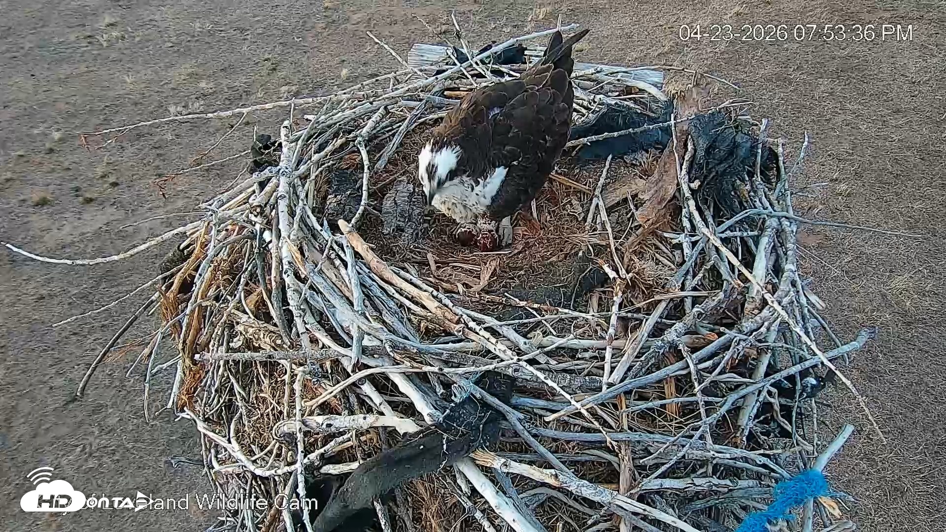 Snapshot of City of Loveland Ospreys Live Cam taken Apr 23, 2026, 7:54pm MDT