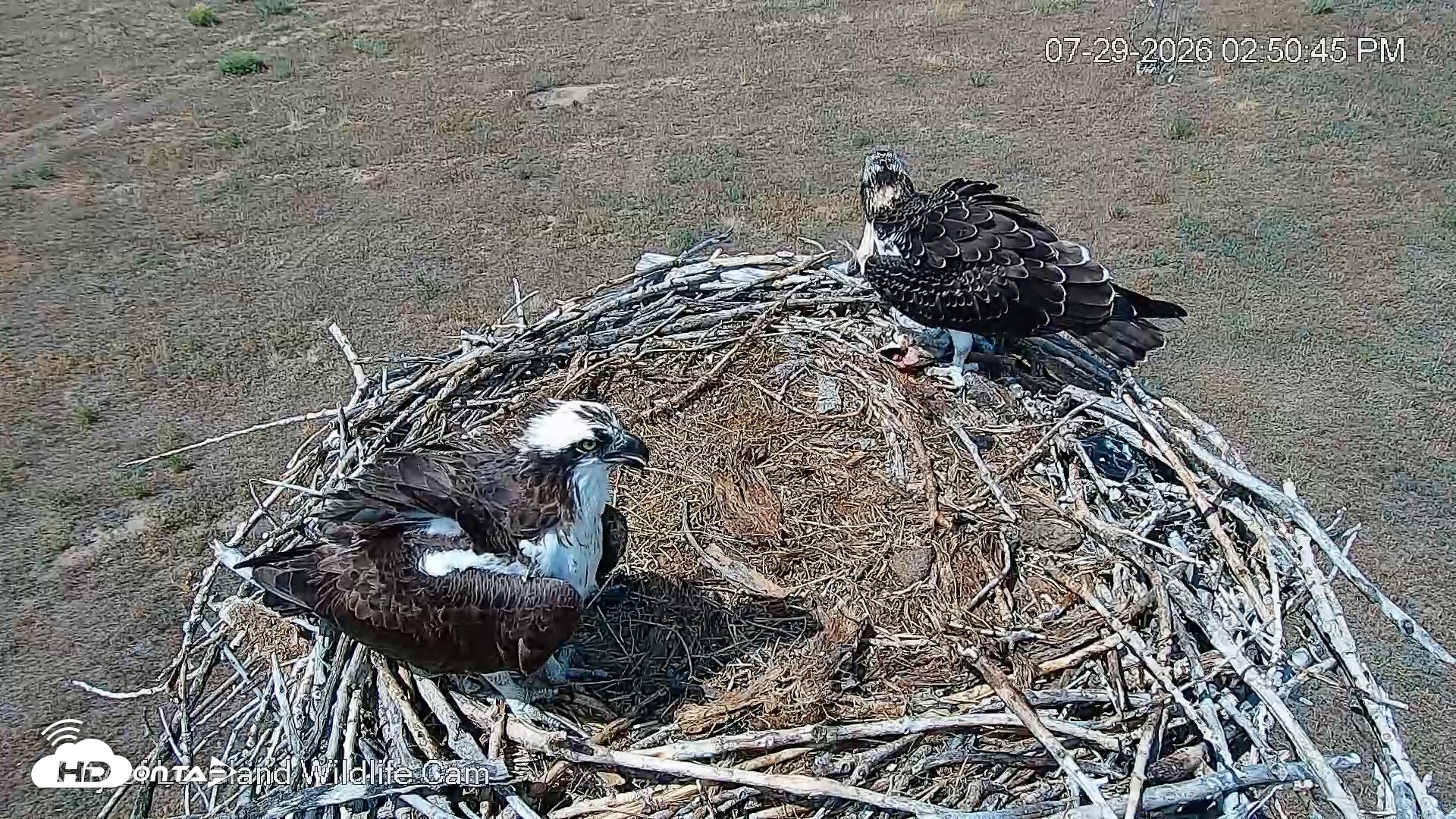 Snapshot of City of Loveland Ospreys Live Cam taken Jul 29, 2026, 2:51pm MDT