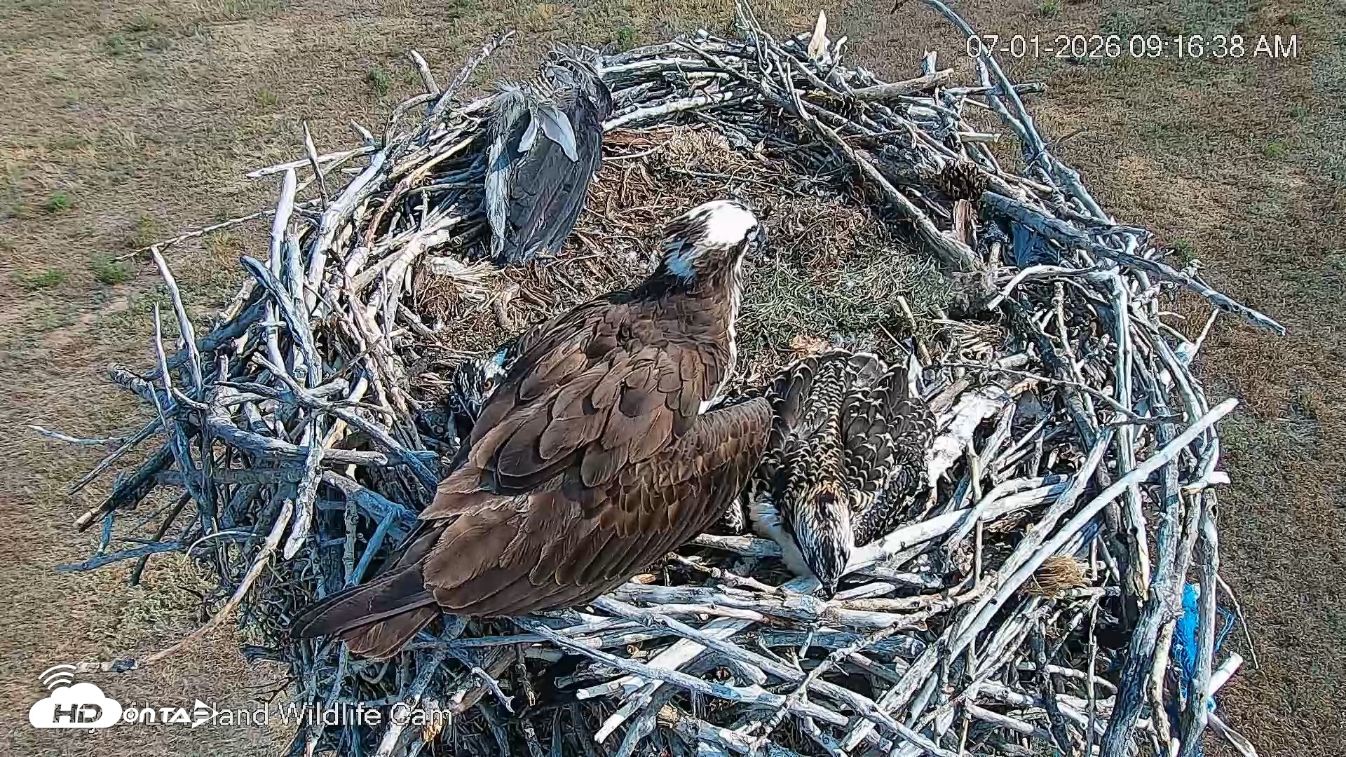 Snapshot of City of Loveland Ospreys Live Cam taken Jul 1, 2026, 9:17am MDT