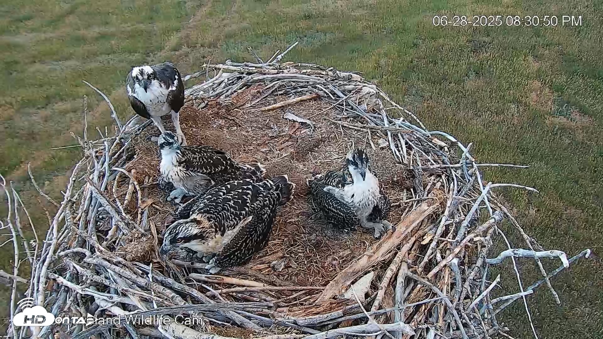 Snapshot of City of Loveland Ospreys Live Cam taken Jun 28, 2025, 8:32pm MDT