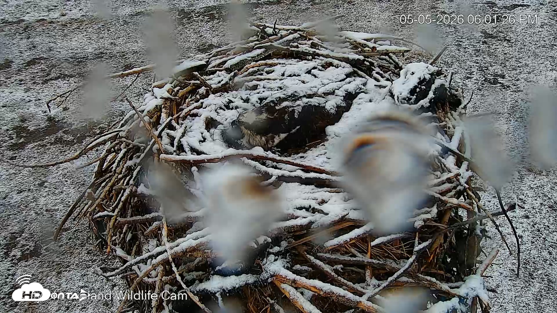 Snapshot of City of Loveland Ospreys Live Cam taken May 5, 2026, 6:02pm MDT