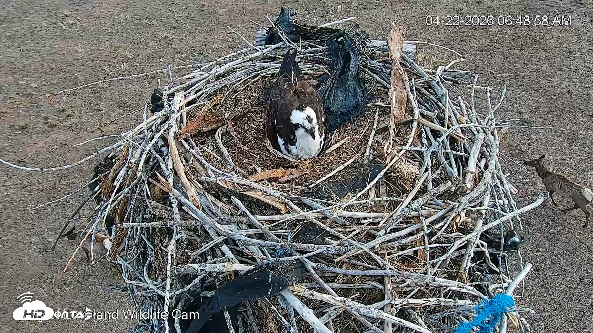 Snapshot of City of Loveland Ospreys Live Cam taken Apr 22, 2026, 6:49am MDT
