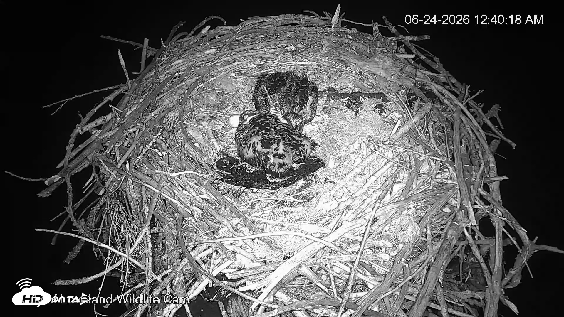 Snapshot of City of Loveland Ospreys Live Cam taken Jun 24, 2026, 12:40am MDT