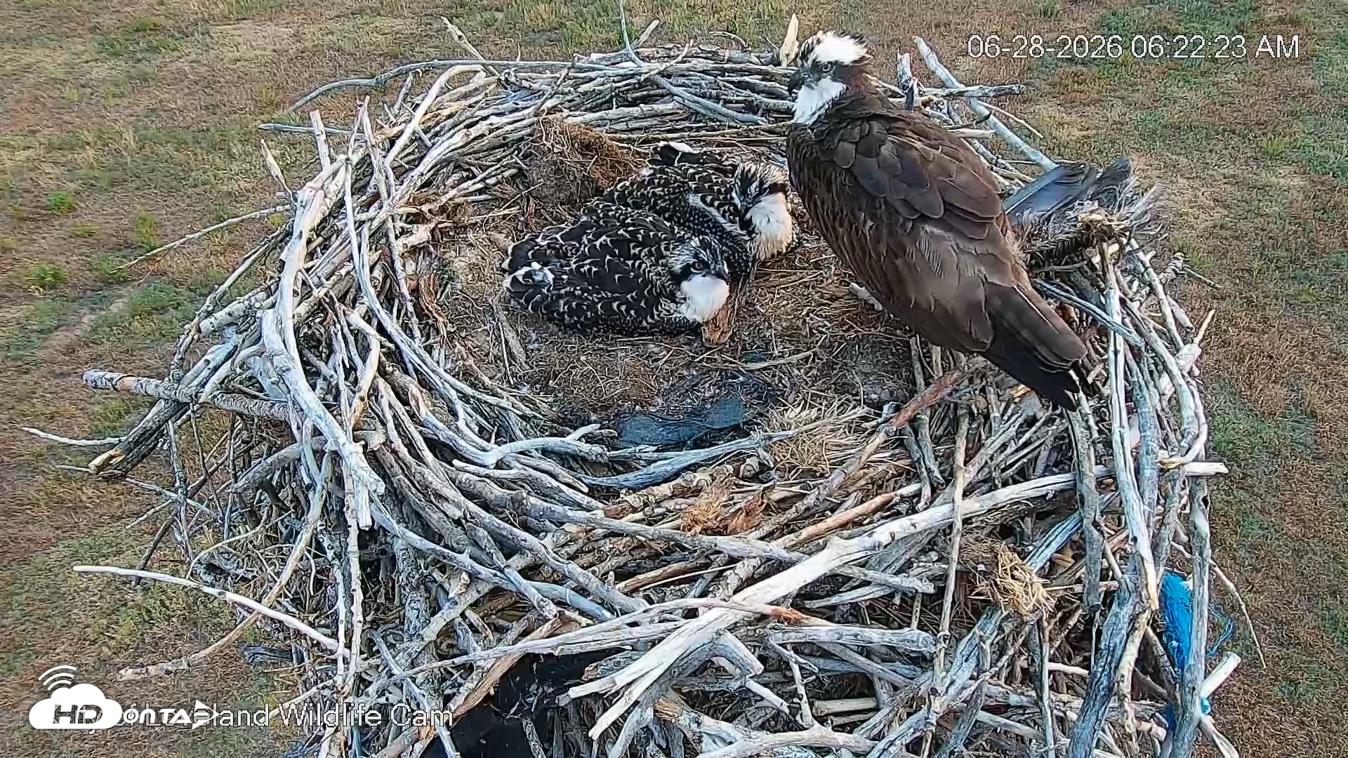 Snapshot of City of Loveland Ospreys Live Cam taken Jun 28, 2026, 6:23am MDT