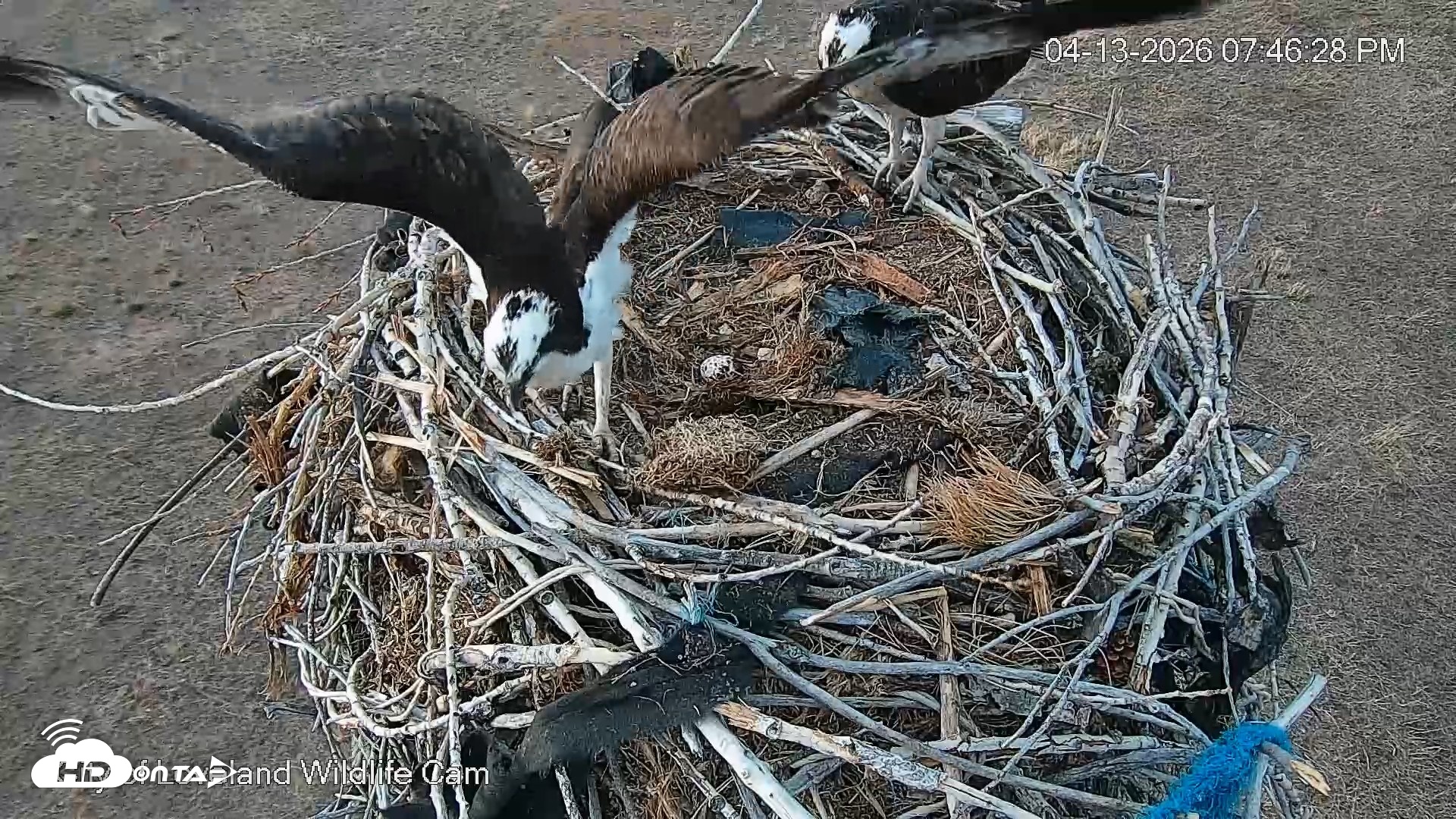 Snapshot of City of Loveland Ospreys Live Cam taken Apr 13, 2026, 7:49pm MDT