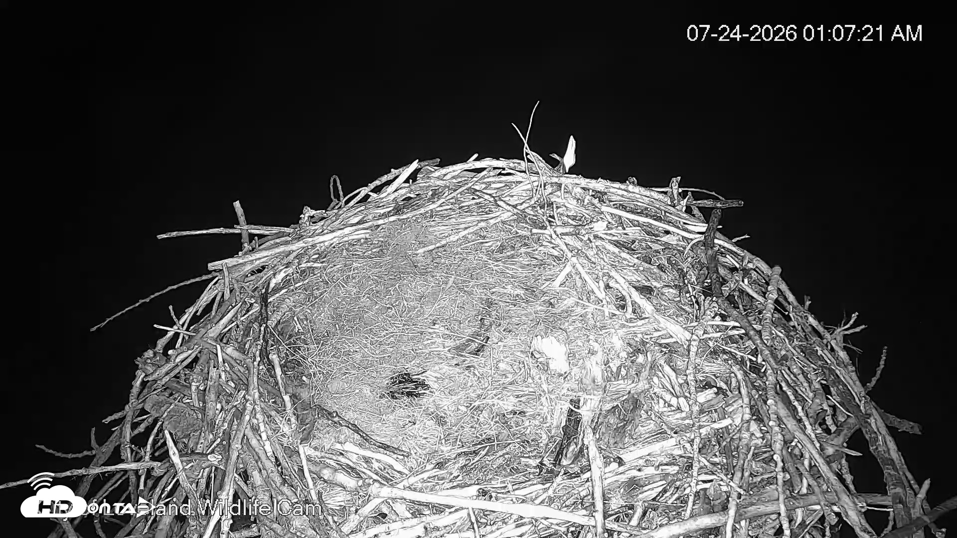 Snapshot of City of Loveland Ospreys Live Cam taken Jul 24, 2026, 1:08am MDT