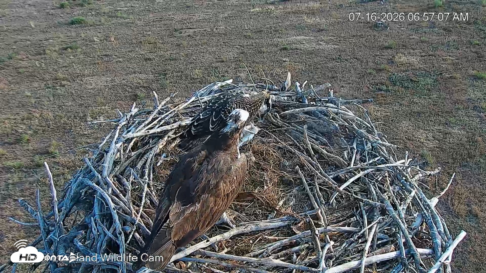 Snapshot of City of Loveland Ospreys Live Cam taken Jul 16, 2026, 6:58am MDT