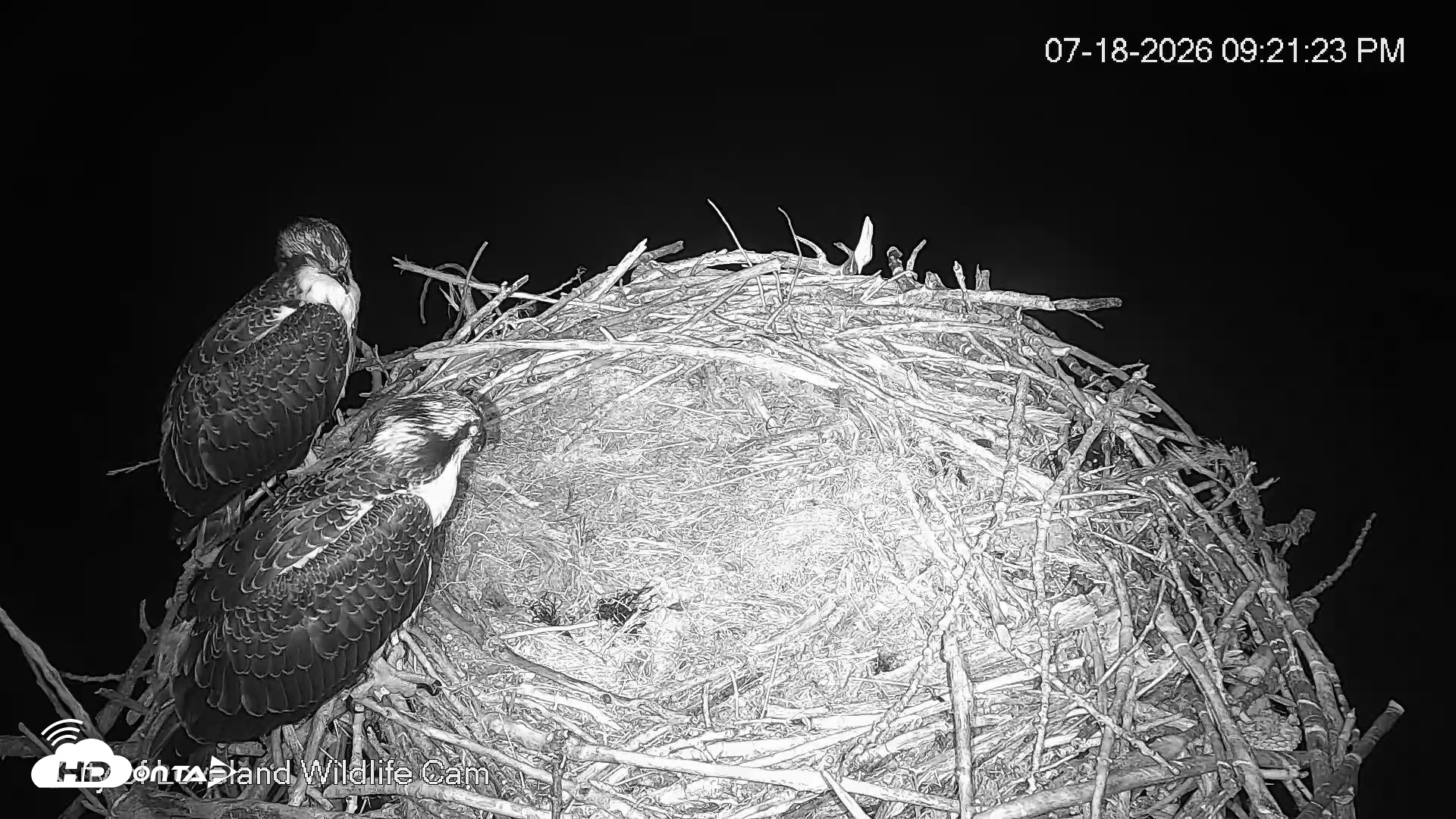 Snapshot of City of Loveland Ospreys Live Cam taken Jul 18, 2026, 9:22pm MDT