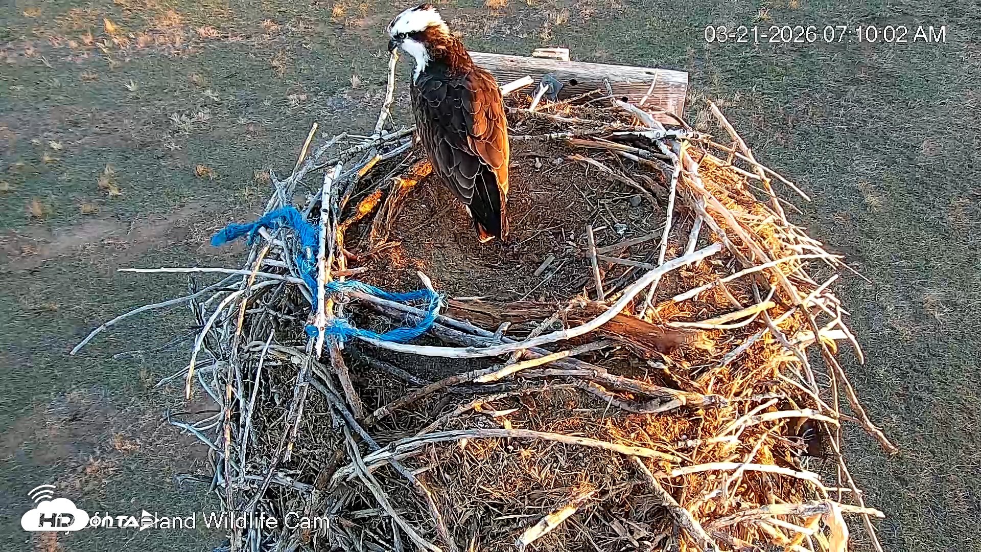 Snapshot of City of Loveland Ospreys Live Cam taken Mar 21, 2026, 7:11am MDT