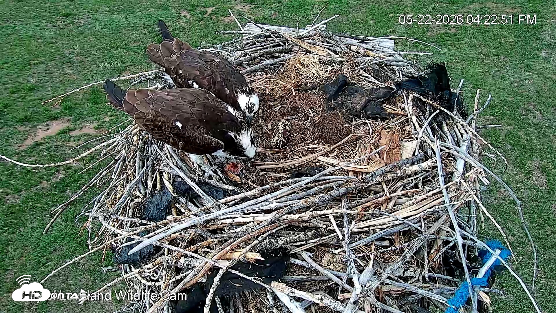 Snapshot of City of Loveland Ospreys Live Cam taken May 22, 2026, 4:28pm MDT