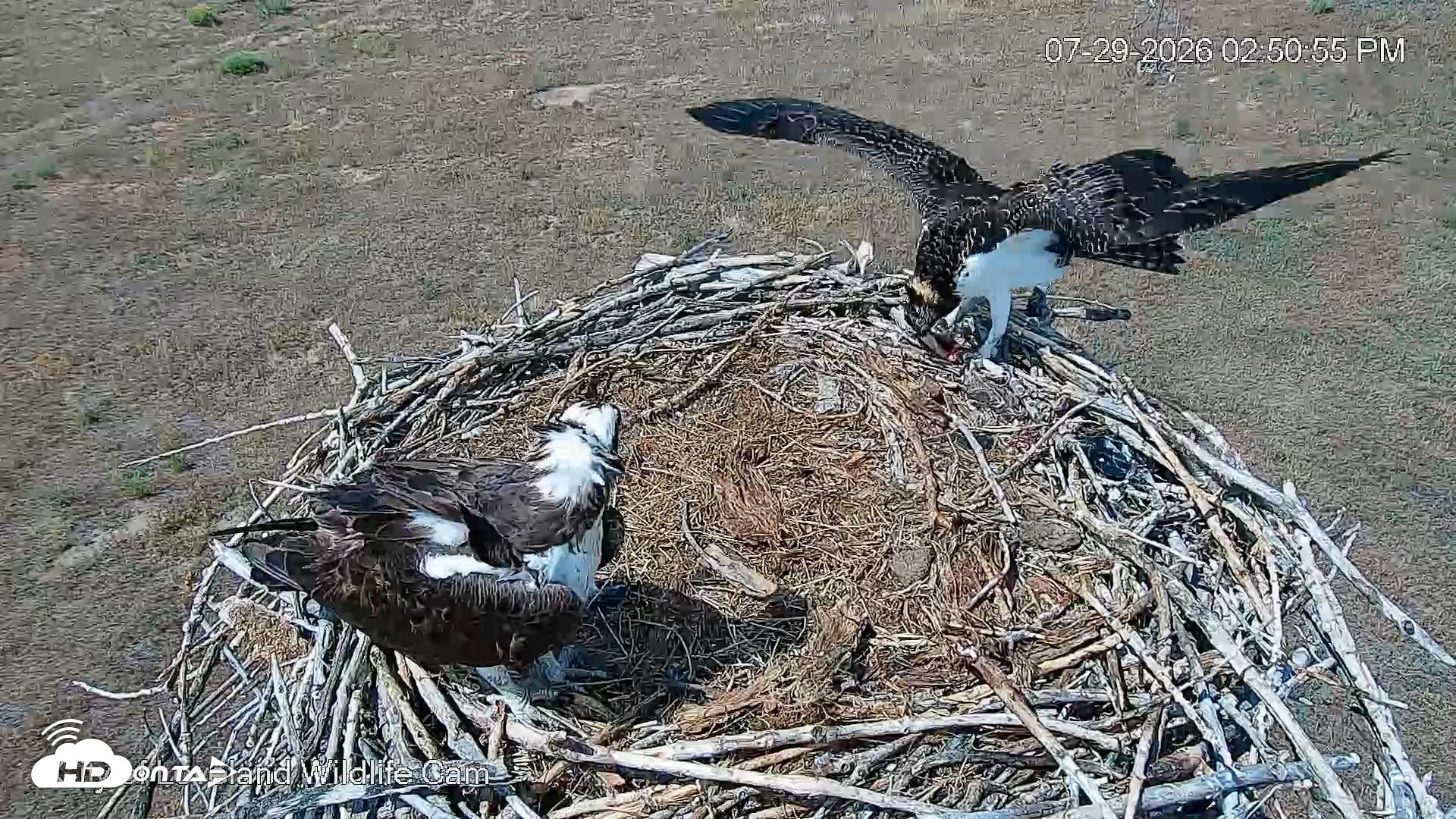 Snapshot of City of Loveland Ospreys Live Cam taken Jul 29, 2026, 2:52pm MDT